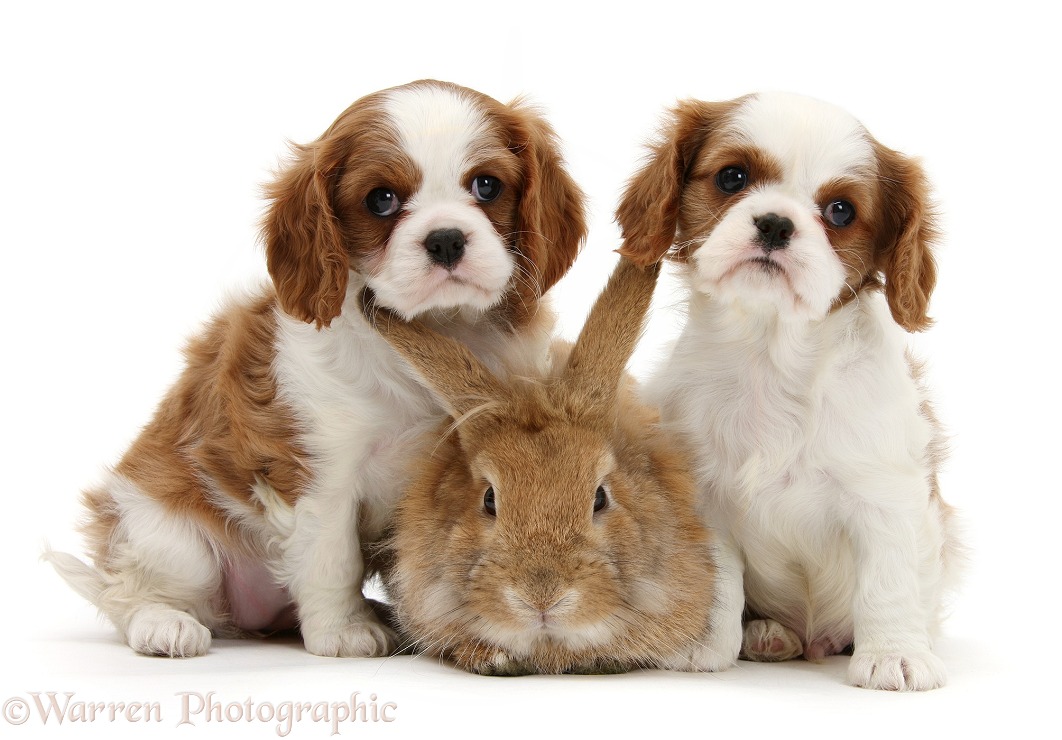 Blenheim Cavalier King Charles Spaniel pups with Sandy Lionhead rabbit, white background