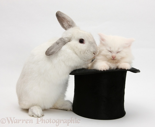 Rabbit and sleepy white Maine Coon kitten in a top hat, white background