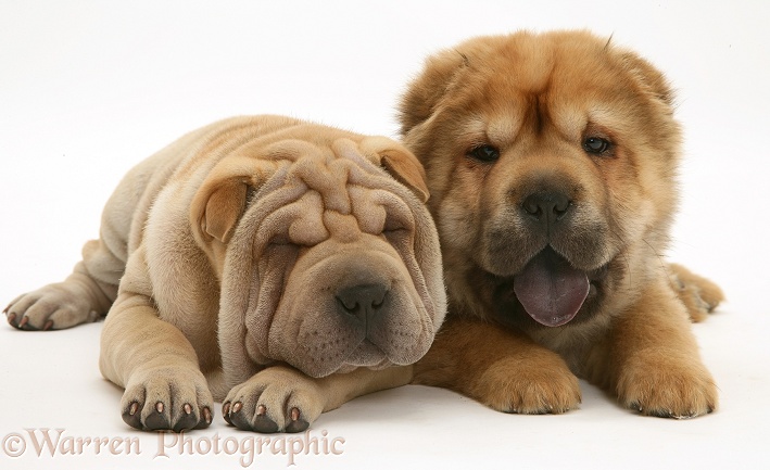 Shar-pei pups, white background