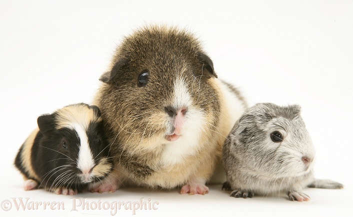Guinea pig mother and babies, white background