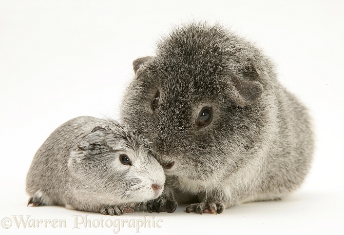 Silver Guinea pig with baby, white background