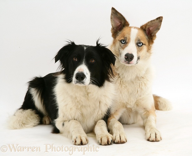 Red merle Border Collie, Zeb, with black-and-white Border Collie Phoebe, white background