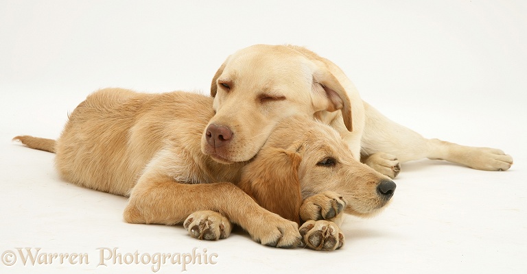 Sleepy Yellow Labrador Retriever, Millie with Labradoodle pup, Maddy, white background