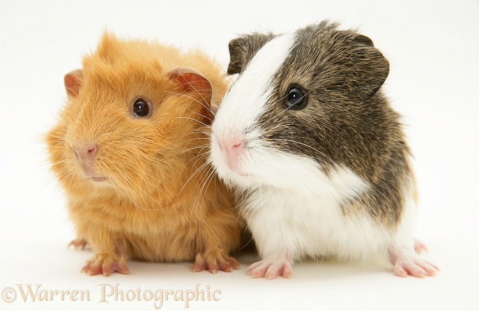 Pair of young Guinea pigs, red Abyssinian and agouti-and-white smooth haired, white background