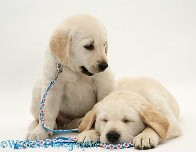 Sleepy Yellow Goldador Retriever pups, white background