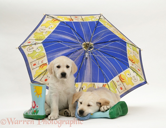 Yellow Goldador Retriever pups under a child's blue umbrella, white background