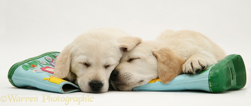 Sleepy Yellow Goldador Retriever pups lying on a child's wellington boots, white background