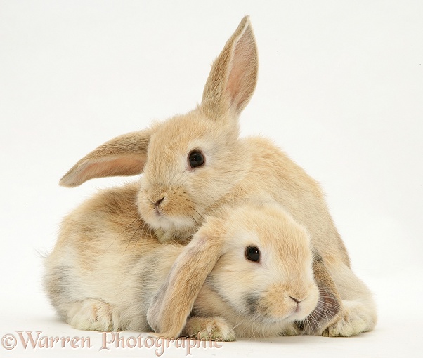 Young sandy Lop rabbits, white background