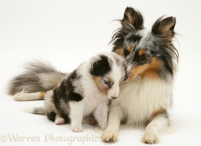 Tricolour merle Shetland Sheepdog, Sapphire, with a pup, white background