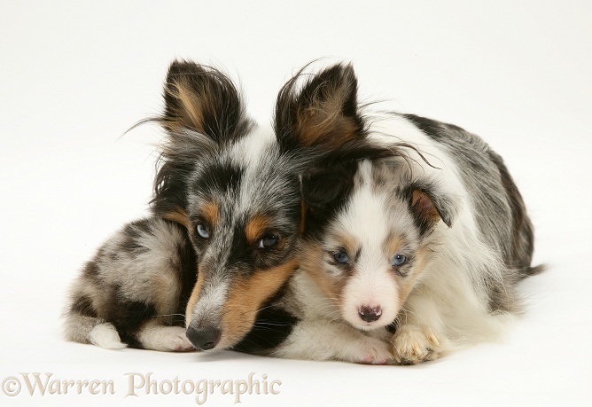 Tricolour merle Shetland Sheepdog, Sapphire, with a pup, white background