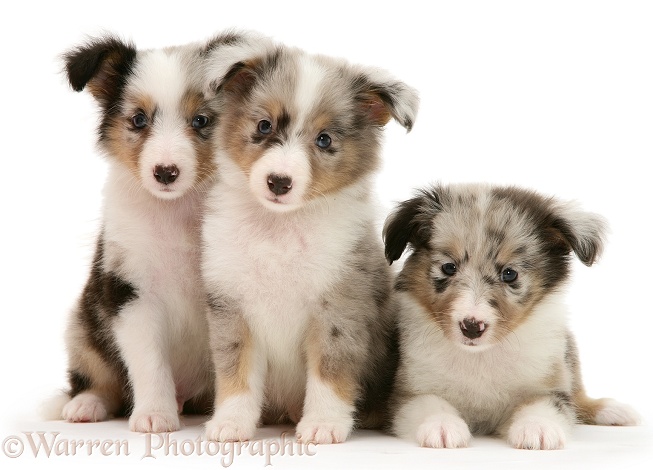 Three Shetland Sheepdog puppies, white background