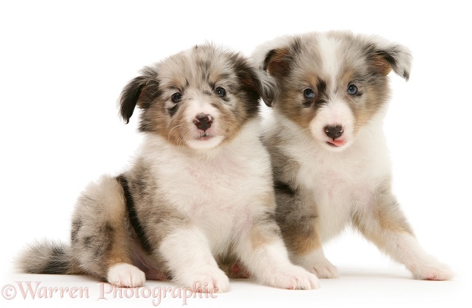 Two Shetland Sheepdog puppies, white background