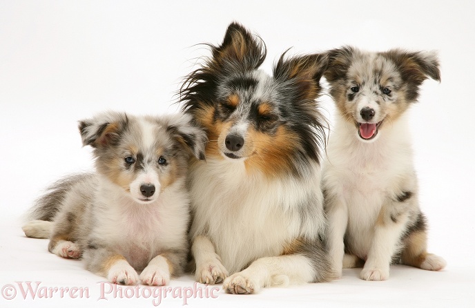 Tricolour merle Shetland Sheepdog, Sapphire, with two pups, white background