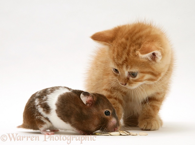 Ginger kitten with hamster, white background