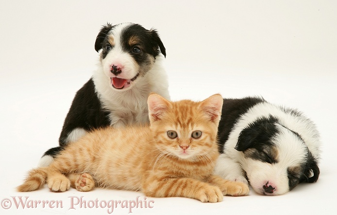 British shorthair red spotted kitten with sleepy tricolour Border Collie pups, all 5 weeks old, white background