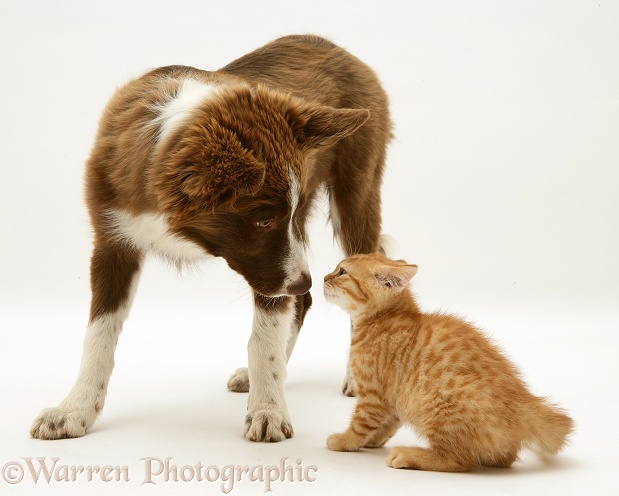 Chocolate-and-white Border Collie pup, Milo, and red spotted British Shorthair kitten, 5 weeks old, white background