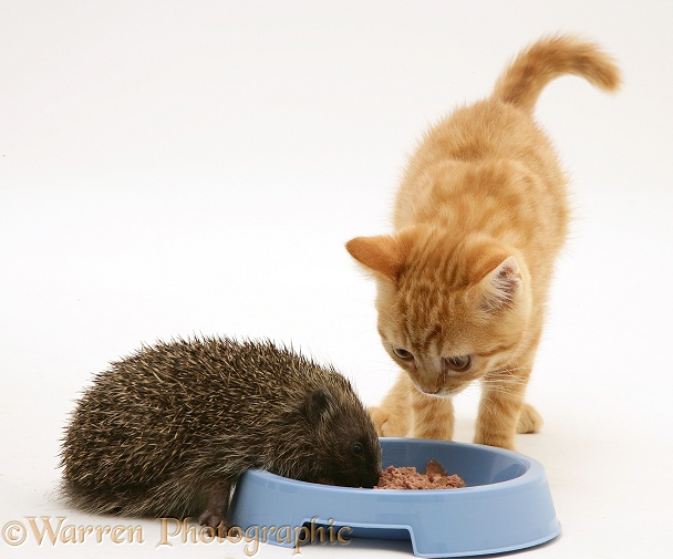 Hedgehog eating from ginger kitten's food bowl, white background