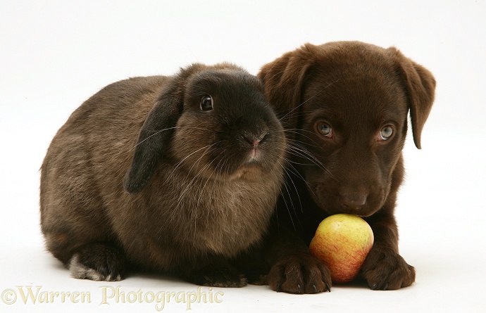 Chocolate Labrador Retriever pup with chocolate Lop rabbit. The Retriever is eating an apple, white background