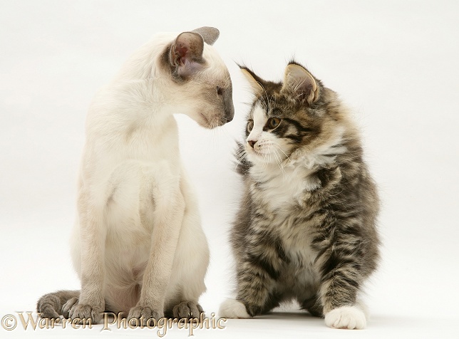 Blue-point Siamese kitten and Maine Coon kitten, white background