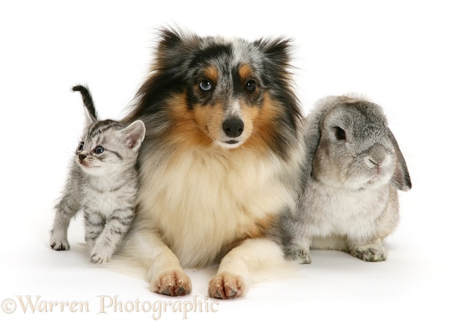 Rabbit and silver tabby kitten with merle Shetland Sheepdog bitch, Sapphire, white background