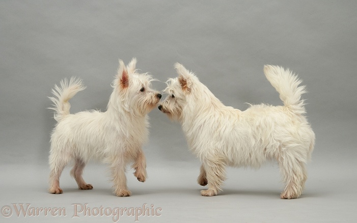 West Highland White Terrier pups, nose to nose