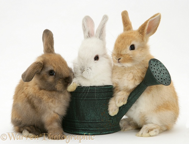 Baby rabbits and watering can, white background