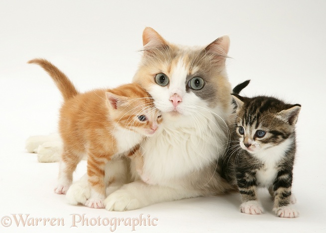 Mother cat and kittens, white background