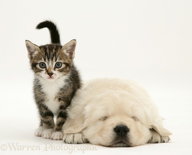 Tabby kitten and sleeping Golden Retriever pup, white background