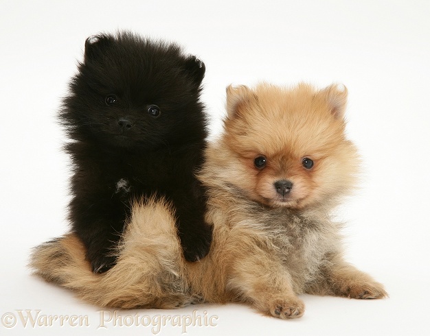 Two Pomeranian pups, white background