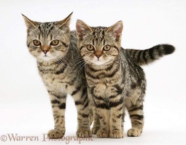 Two British Shorthair tabby kittens, white background