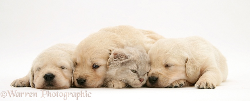 Three Golden Retriever pups with a lilac tortoiseshell kitten, white background