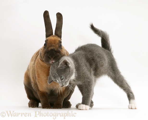 Blue-and-white Burmese-cross kitten Levi with Sandy Lop rabbit, white background