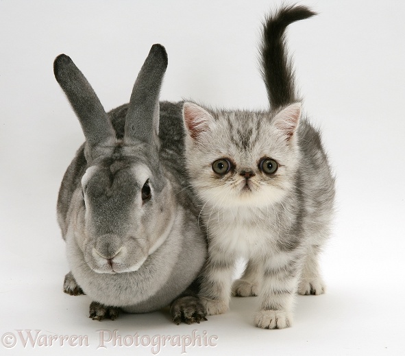 Silver Exotic kitten, 9 weeks old, with Silver Rex doe rabbit, white background