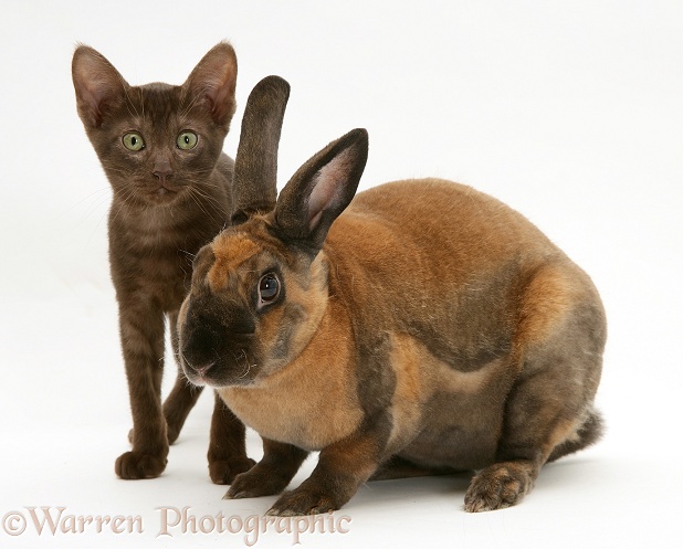 Brown Burmese-cross kitten with sooty-fawn Rex rabbit, white background