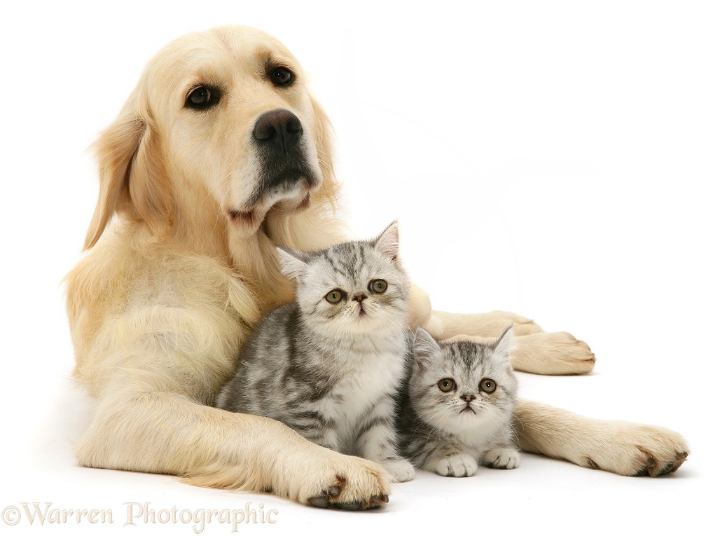 Silver tabby Exotic kittens and Golden Retriever, Lola, white background