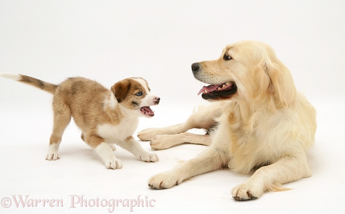 Golden Retriever bitch, Lola, with blue-eyed red merle Border Collie pup, Zeb, white background