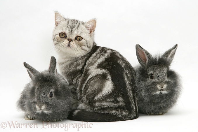 Blue-silver Exotic Shorthair kitten with baby silver Lionhead rabbits, white background