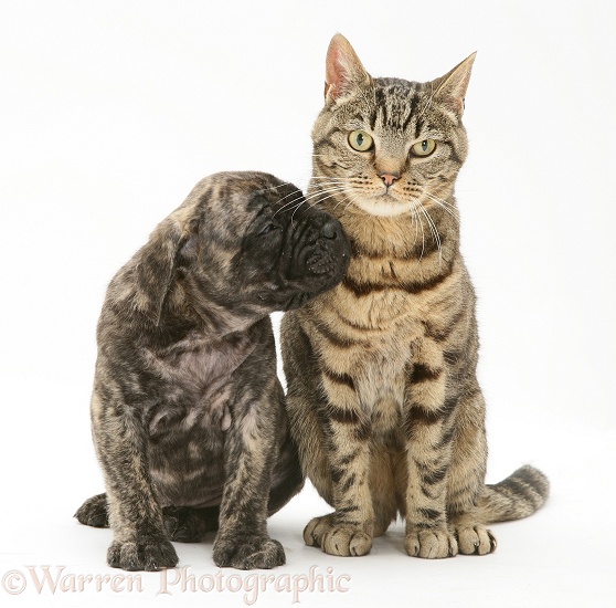Brindle English Mastiff pup with tabby cat, white background