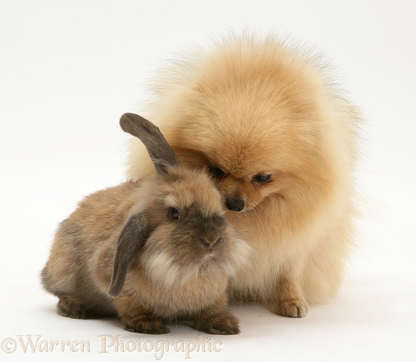 Adult Pomeranian with young Dwarf Lionhead x Lop rabbit, white background