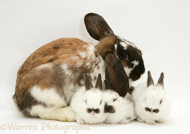 Mother rabbit and three babies, white background