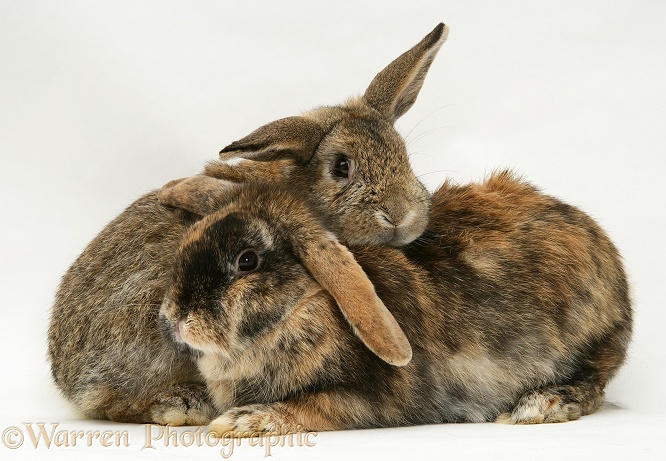 Agouti and tortoiseshell Lop rabbits, white background