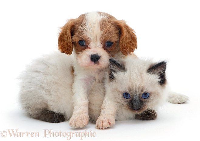 Blenheim Cavalier King Charles Spaniel pup with Ragdoll kitten, white background