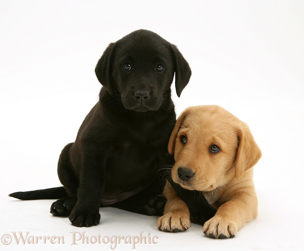 Black Labrador pup with Yellow Labrador pup, white background