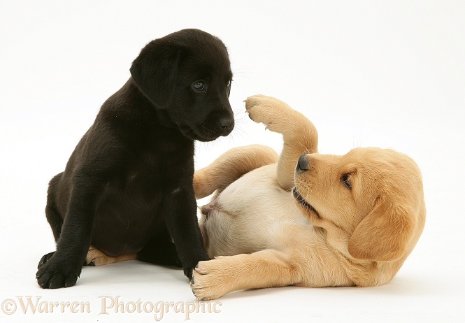 One black and one yellow Labrador pups playing, white background
