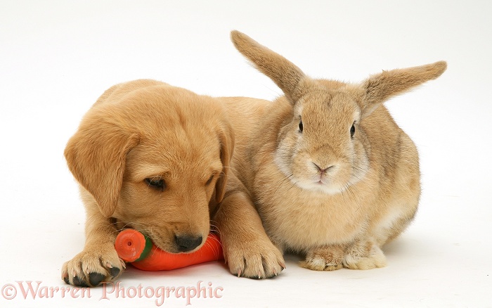 Yellow Labrador Retriever pup with squeaky toy carrot and young sandy Lop rabbit, white background