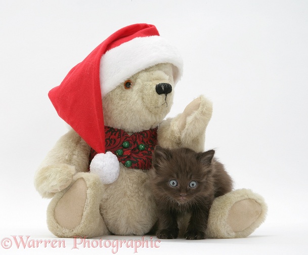 Black Persian-cross kitten and teddy bear wearing a Father Christmas hat, white background
