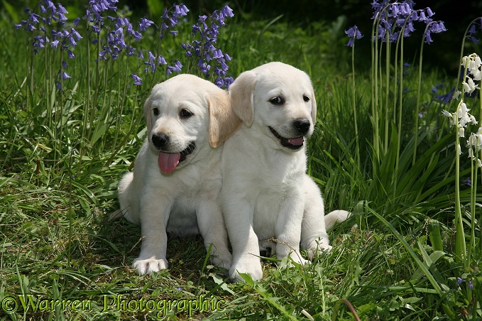 Goldador Retriever pups (Golden Retriever x Labrador Retriever) pups among bluebells