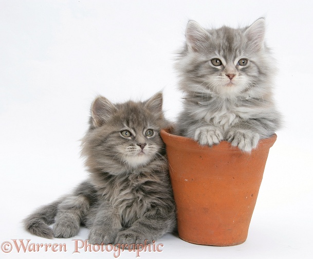 Maine Coon kittens playing in a terracotta flowerpot, white background