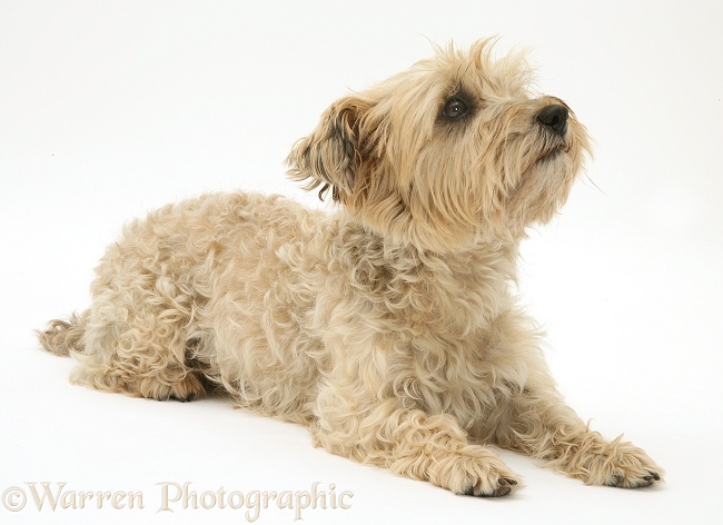Cairn Terrier bitch, Maggot, lying with head up, white background