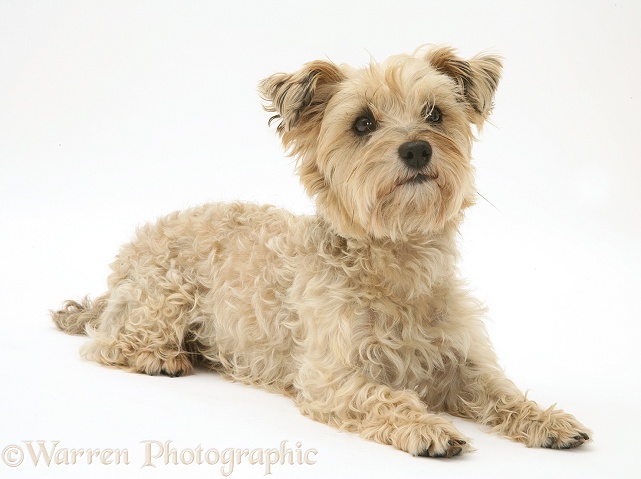 Cairn Terrier bitch, Maggot, lying with head up, white background